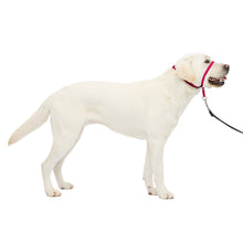 Load image into Gallery viewer, Gentle Leader® Headcollar, No-Pull Dog Collar
